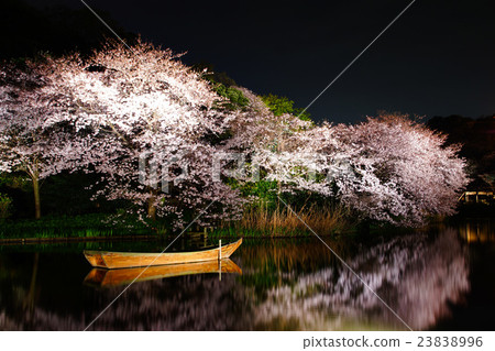 Yokohama City Sankei en Gaien · Oike Yasha cherry light up Kanagawa ken Yokohama City Sankei en Gaien · Oike Yasha cherry light up Kanagawa ken 23838996
