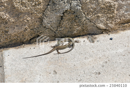 Pair of viviparous lizards 23840110