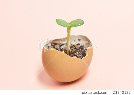 Ecological image of Futaba sprouts sprouting from recycled egg shells Ecological image of Futaba sprouts sprouting from recycled egg shells 23840122
