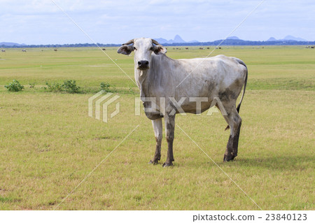 domestic cow in thailand rural farm land domestic cow in thailand rural farm land 23840123