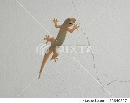 yellow brown smooth rough skin, house lizard gecko yellow brown smooth rough skin, house lizard gecko 23840227