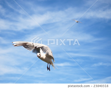 Sea gull fly in blue sky. Wild seagull bird flies 23840318