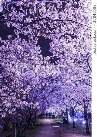 Sayama pond Sakura's light up Sayama pond Sakura's light up 23840588