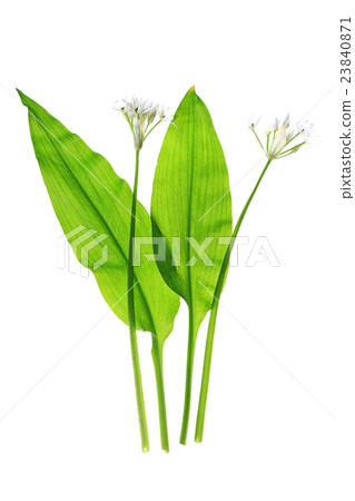 Wild garlic Wild garlic 23840871
