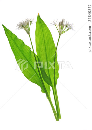 Wild garlic Wild garlic 23840872