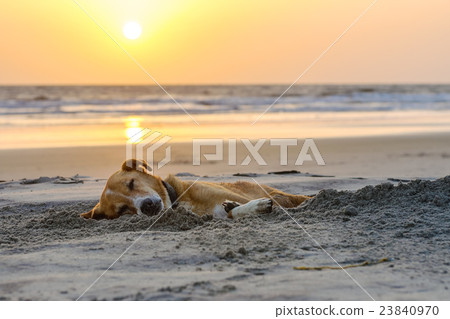 lazy dog relaxing and sleeping on sand beach lazy dog relaxing and sleeping on sand beach 23840970