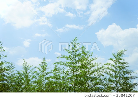 Wakutake extending to the sky 23841207