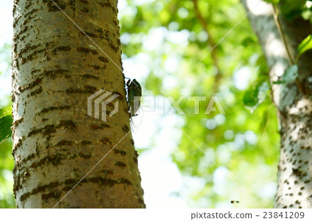 Cicadas and summer scenery 23841209