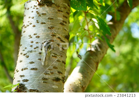 Cicadas and summer scenery 23841213