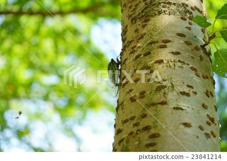 Cicadas and summer scenery 23841214
