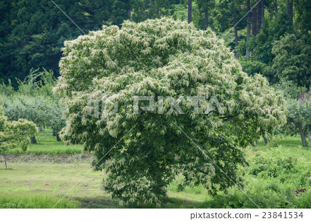 Chestnut tree flower blooming chestnut tree flower bloom 23841534