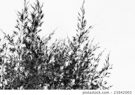 Black and white pine tree nature background  23842003