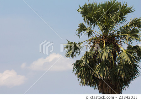 Sugar palm tree on blue sky background 23842013