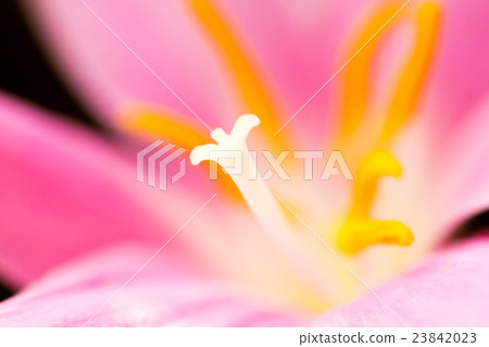 Closeup pink Rain Lily 23842023