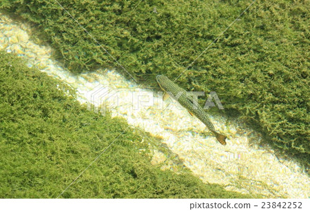透明的河流和魚 23842252