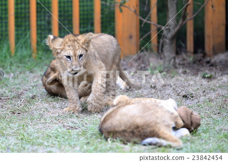 Lion's baby 23842454