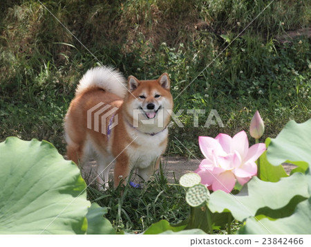 Shiba Inu和蓮花 Shiba Inu和蓮花 23842466