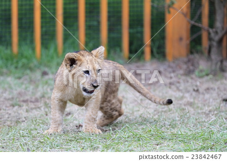 Lion's baby Lion's baby 23842467