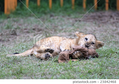 Lion's baby Lion's baby 23842468