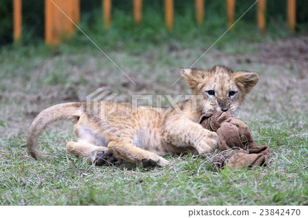 Lion's baby Lion's baby 23842470