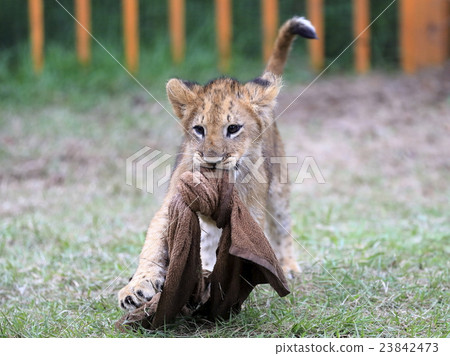Lion's baby 23842473