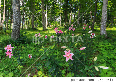 Iwayake Yurien Iwayake Yurien 23842613