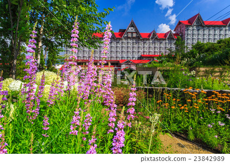 白馬科爾蒂納英國花園 白馬科爾蒂納英國花園 23842989