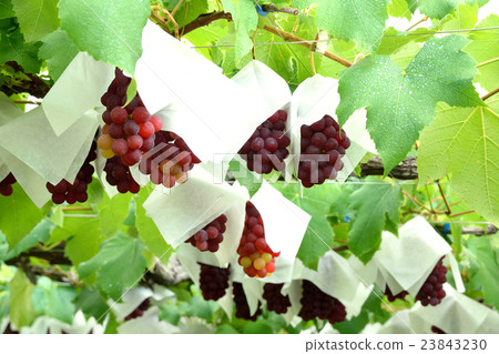 可愛的特拉華葡萄園 可愛的特拉華葡萄園 23843230