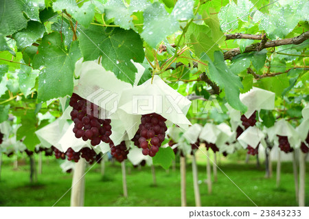 Red grapes Red grapes 23843233