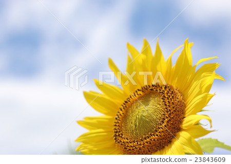 sunflower sunflower 23843609