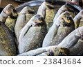 fresh fish in different sizes laying on a table 23843684