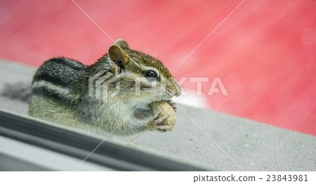 chipmunk eats peanuts while peering through window chipmunk eats peanuts while peering through window 23843981