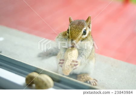 chipmunk eats peanuts while peering through window chipmunk eats peanuts while peering through window 23843984