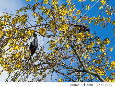 Tui Birds Tui Birds 23844479