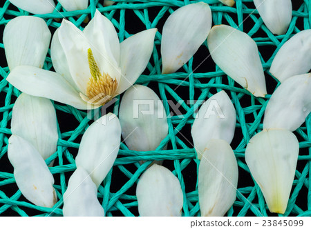 White Magnolia Net White Magnolia Net 23845099
