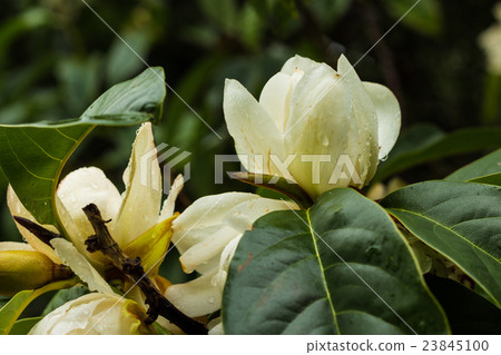 White Magnolia 23845100