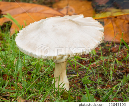 White Mushroom White Mushroom 23845103