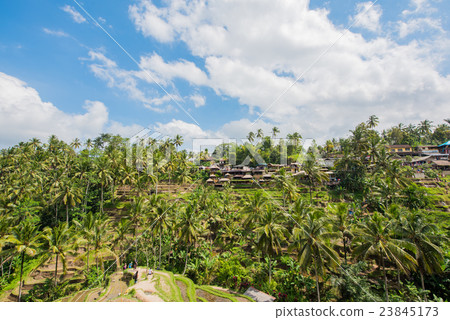 Ubud 23845173