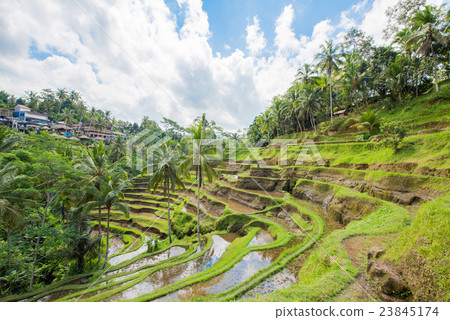 Ubud 23845174