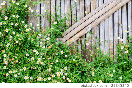 Bamboo fence with white Daisy flower Bamboo fence with white Daisy flower 23845240