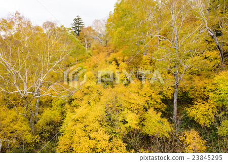 Sapporo International Ski Resort View from autumn leaves gondola 23845295