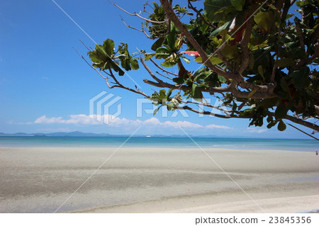 從樹蔭看見的艙內甲板和藍天 23845356