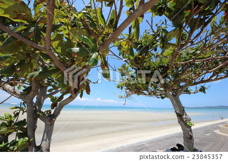 從樹蔭看見的艙內甲板和藍天 23845357