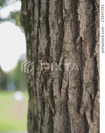 Summer cicadas 23845391