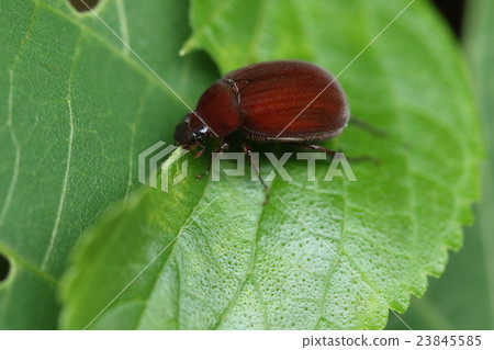 Living things insects red birds eyewear, matte reddish brown is beautiful. Like a lot of fellows, it is treated as a pest 23845585