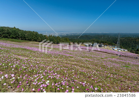 Cosmos field of Tenami dream flat ski area 23845586