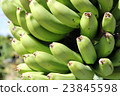 Banana fruit 23845598
