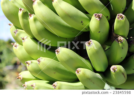 Banana fruit Banana fruit 23845598