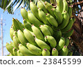 Banana fruit 23845599
