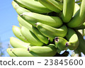 Banana fruit 23845600